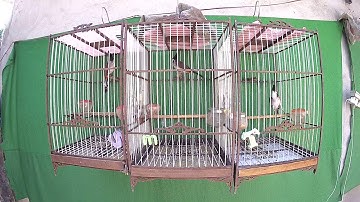 5 THÁNG AVI CHƯA ỔN ĐỊNH BÁN CM CHỬ S TAY TRÁI GIÁ 1000K ĐT 0978896442