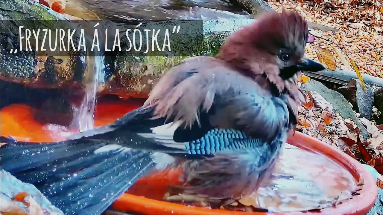 Zakątkowe wiersze Jowity w lektorskim dwugłosie YouTube