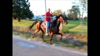 HOODOO SINGLE FOOTING HORSE