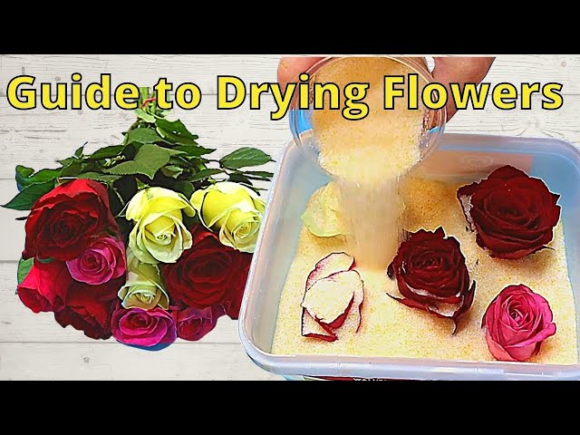 How To Dry Flowers For Resin - Infarrantly Creative