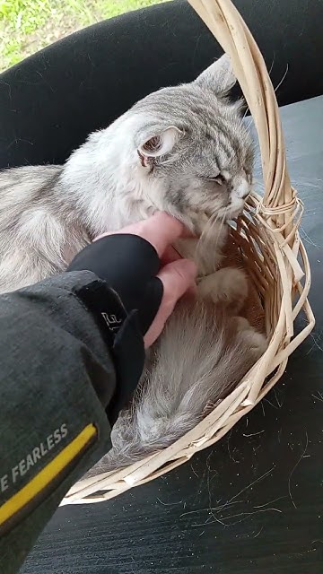 Котик в корзинке - YouTube