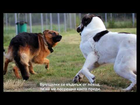Видео: Ирландски вълкодав куче порода хипоалергичен, здраве и продължителност на живота