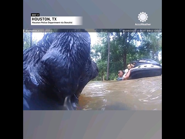 Police Officer Rescues Man, 3 Dogs from Houston Floodwaters