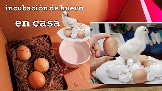 como incubar huevos de gallina en una caja