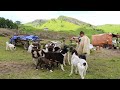 La stâna lui Pătrău din Budești - Maramureș | 18 câini ciobănești si 720 de oi - video 2020