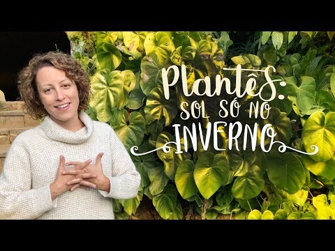 Vídeo: Quando cavar canes para o inverno: conselhos de jardineiros