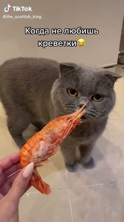 Kucing muntah karena dikasih udang