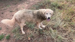 Looking for Animals on our property! by Poe Homestead - AZ Offgrid 77 views 1 year ago 2 minutes, 33 seconds