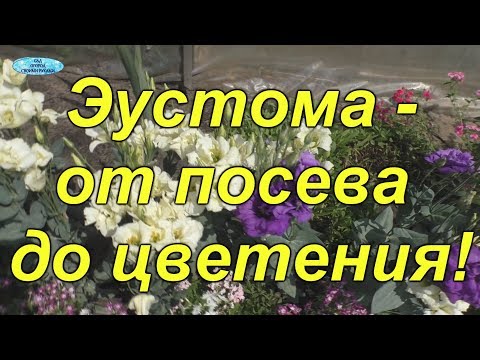 Эустома от "А" до "Я" - полное руководство по выращиванию!