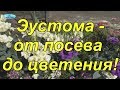 Эустома от "А" до "Я" - полное руководство по выращиванию!