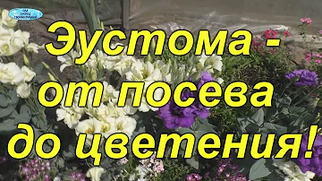 Эустома от 