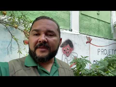 Planta medicinal - coentro