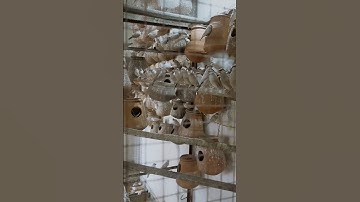 45 fawn java colony#javasparrow #fawnjava #javafinch