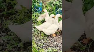 5 Little Ducks swimming