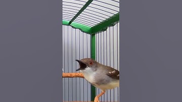 Ciblek Betina Memanggil Jantan #ciblekbren #ciblek #ciblekkristal