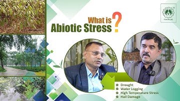 Tea Time Ep.10 - Abiotic stress in tea plantations