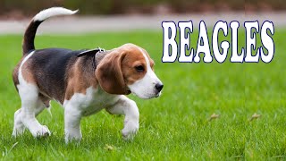 Beagle Health and CareTips for a Happy and Healthy Dog