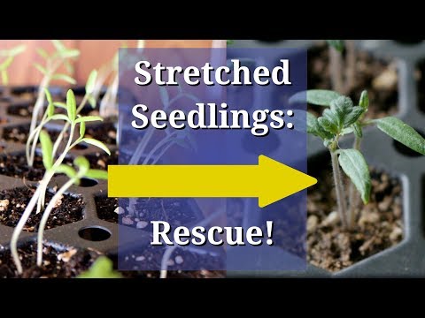 Video: What To Do If Tomato Seedlings Are Stretched Out, As Well As How To Feed The Plants So That This Does Not Happen