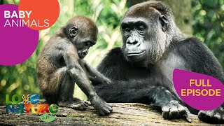 Best Animal Moms Ever: Orangutans, Lemurs, Hummingbirds | Baby Animals 102