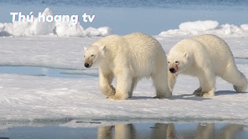 8 Bí ẩn ly kỳ và thú vị về loài gấu trắng bắc cực - Thú hoang tv