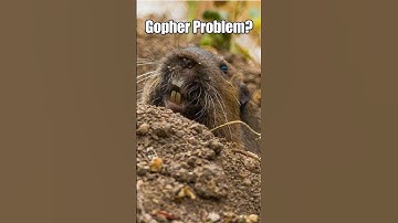 Gopher Problem? Watch This Trap Work Fast!