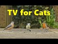 Cat TV ~ Birds in The Backyard for Cats to Watch