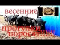 ВАУУУ!!!!!! Маленькие поросята первый раз гуляют.