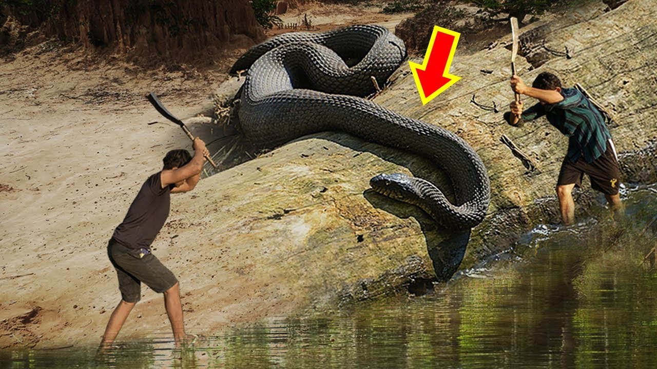 7 Largest Living Snakes in The World - YouTube