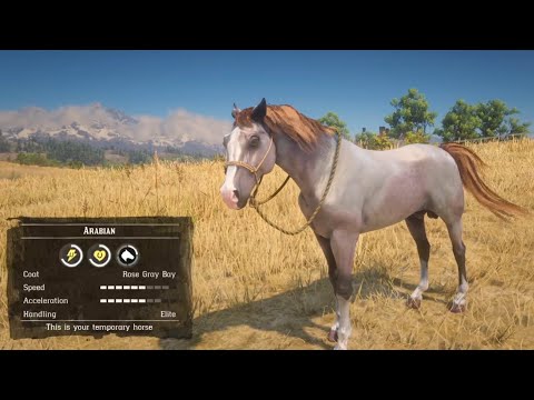 वीडियो: क्या अरबी घोड़ा सबसे अच्छा rdr2 है?
