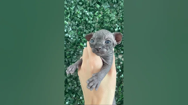 Watch the video about Baby alien 👽 #kitten #cute #baby #adorable #sphynx #cat #fyp #viral #trending #shorts #shortvideo