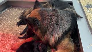 Bittersweet litter update by Watchman German Shepherds 426 views 2 months ago 2 minutes, 48 seconds