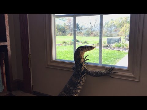 犬の餌が気になるオオトカゲ  