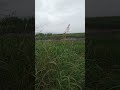 天童よしみ 藤田まこと【みれん橋 もどり川】