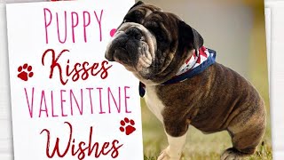 Born to be a lover + a secret weapon...#RockyTheBulldog-Feb14 by RockyTheBulldog 151 views 3 months ago 3 minutes, 10 seconds