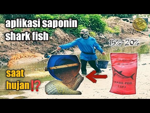 Video: Apakah yang dimaksudkan dengan lipid tidak boleh saponif?