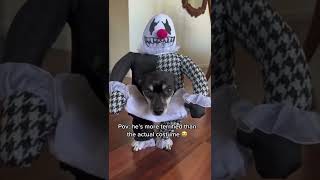 Cute Halloween costume ideas for dogs 🎃 #halloween #ideas #costume #funny