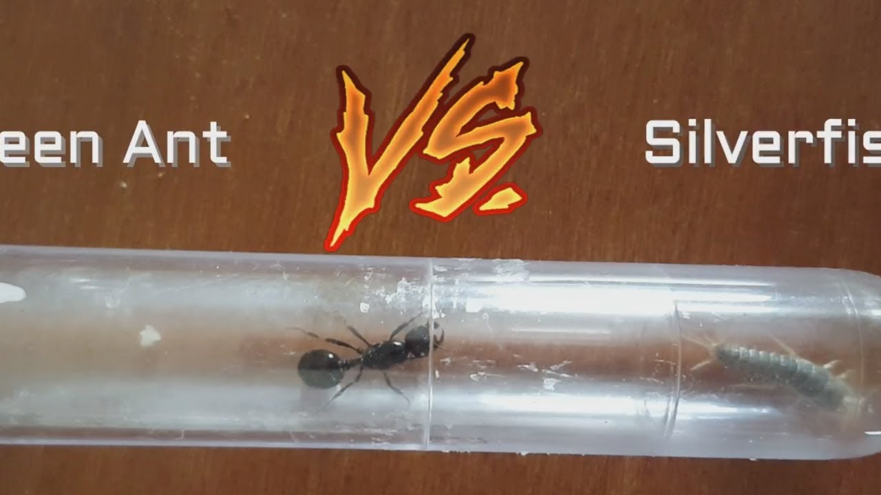 Millipede Vs Centipede Vs Silverfish The Studio Apartments