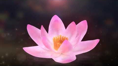 26 Blooming Lotus Logo Reveal, Video Templates