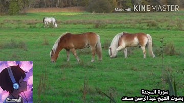 #راحة ☺️ أرح سمعك ❤️ سورة السجدة بصوت رائع 🤗