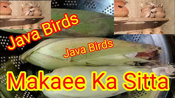Makaee ( Corn 🌽)  Soft Food Java Pathay 2024 l Silver Java l Fawn Java l Gray Java l java Bird