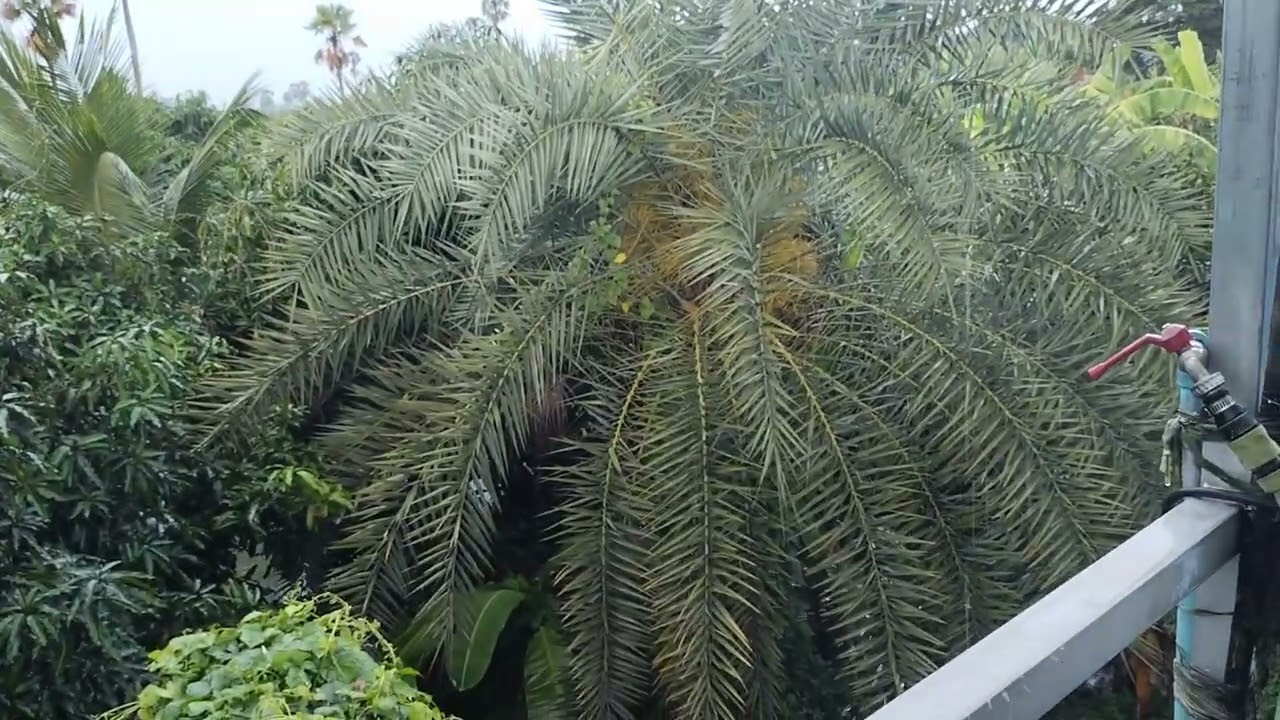 ฝนตกอีกแล้ว