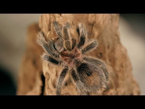 Do Tarantulas Make