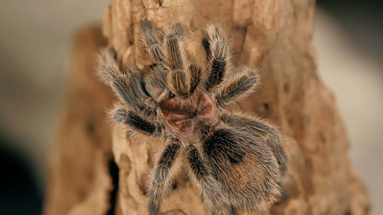 Do Tarantulas Make Good Pets? | Pet Tarantulas - YouTube