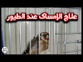 علاج الإمساك عند الكناري والحسون وجميع أنواع الطيور وكيف أعرف أن طائري مصاب بالإمساك 