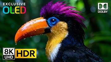 NEXT-GEN 4K HDR DOLBY VISION ULTRA HD 60FPS EXPERIENCE