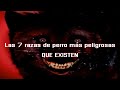 TOP 7 razas de perro más peligrosas que existen