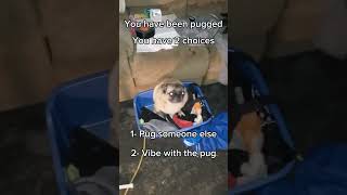 #dog #pug #funny #memes #pets #meme Dancing dog/pug