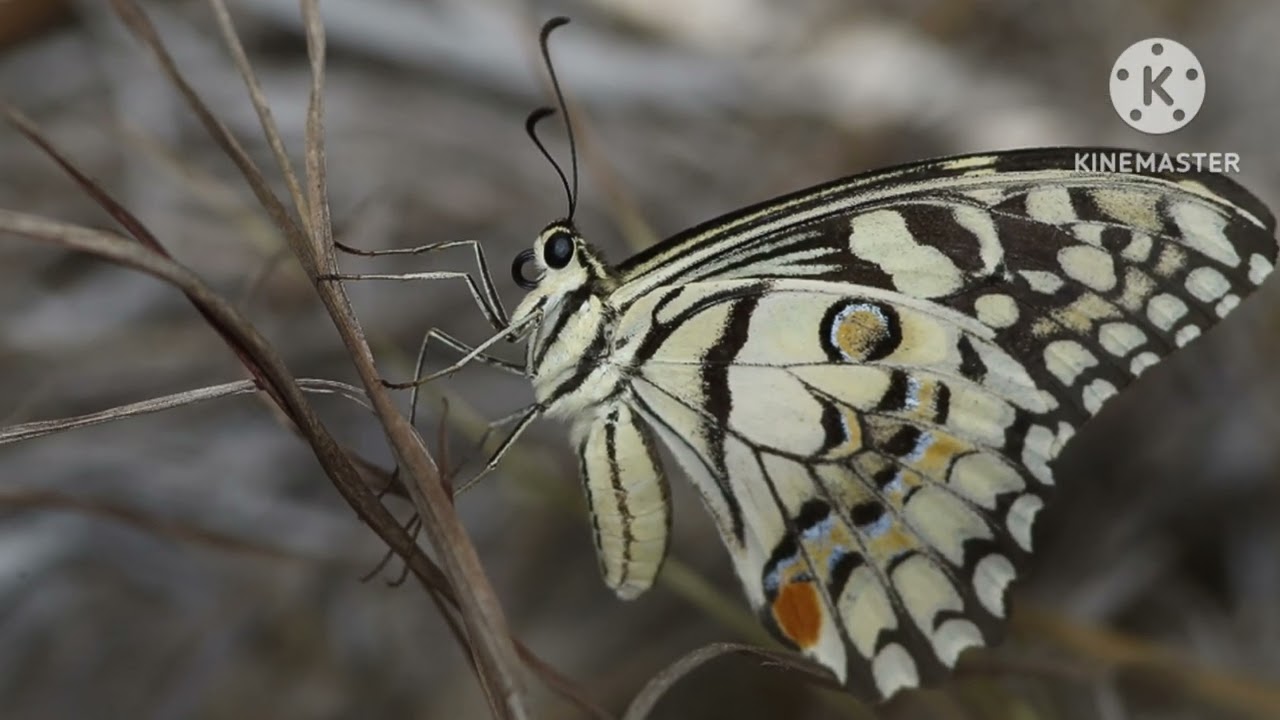 ওরে গৃহবাসি খোল দ্বার খোল --- কণ্ঠে সৌমী রায়চৌধুরী 