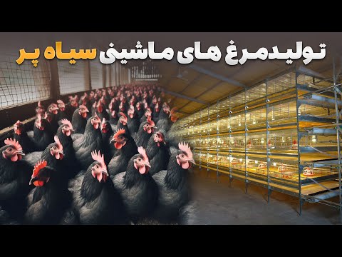 گزارش ویژه صالح محمد کتوازی از اولین فارم پرورش مرغ های سیاه پر