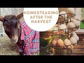 Fall Projects on the Homestead and Goat Fence